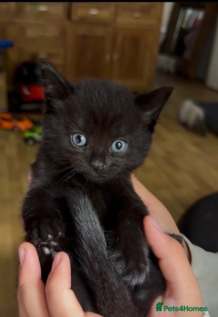 British Shorthair cats for sale: British shorthair X male kitten - Advert 1