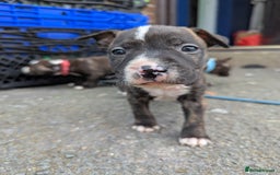 English Bull Terrier dogs for sale: English bull terrier cross staffys - Image 19