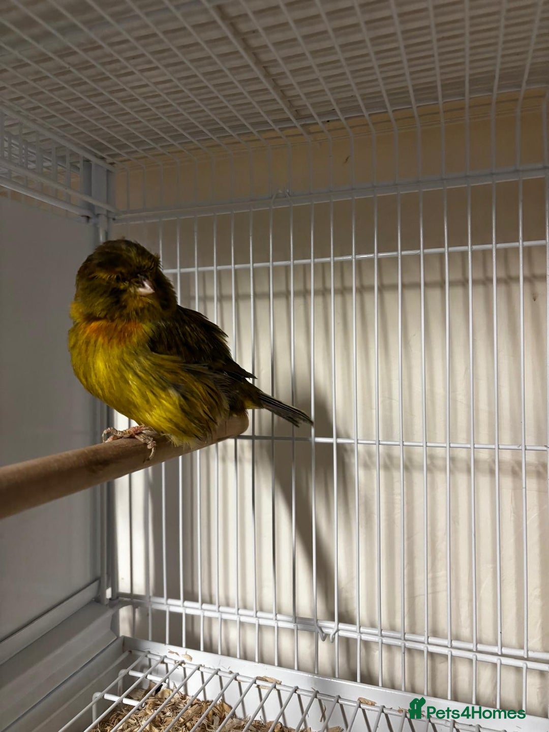 Canaries birds for sale: Norwich canary 2024 cock - Advert 2