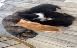 Domestic Shorthair cats for sale: 4 adorable kittens.  - Advert 3