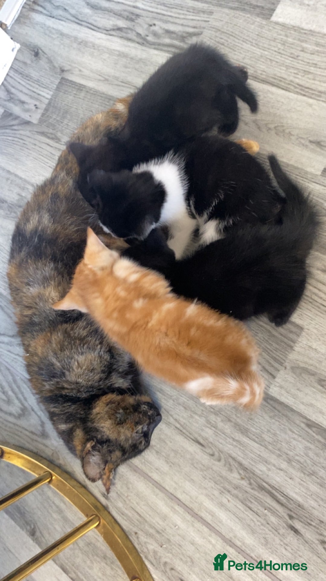 Domestic Shorthair cats for sale: 4 adorable kittens.  - Advert 3