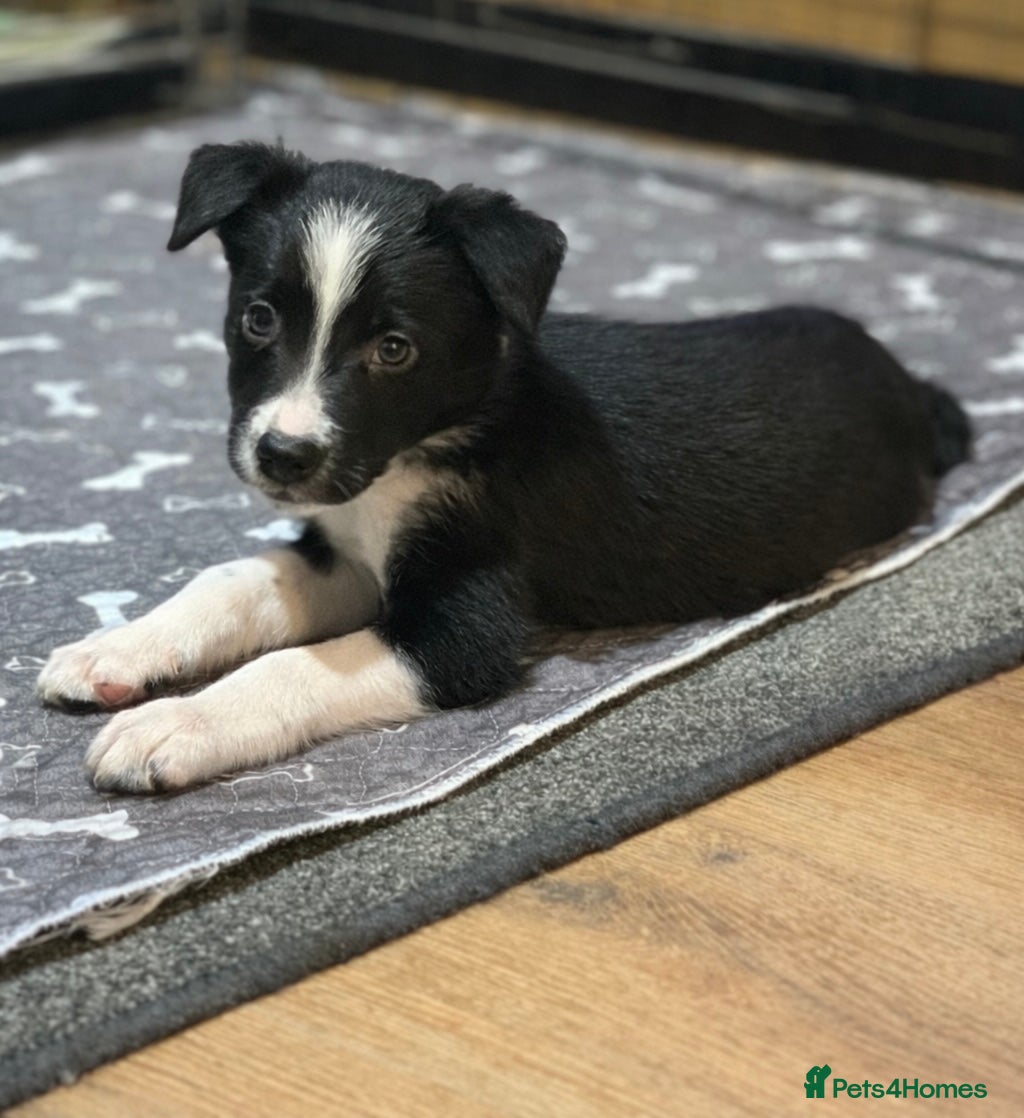 Border Collie dogs Beautiful pedigree Border collie puppy’s  - Advert 7