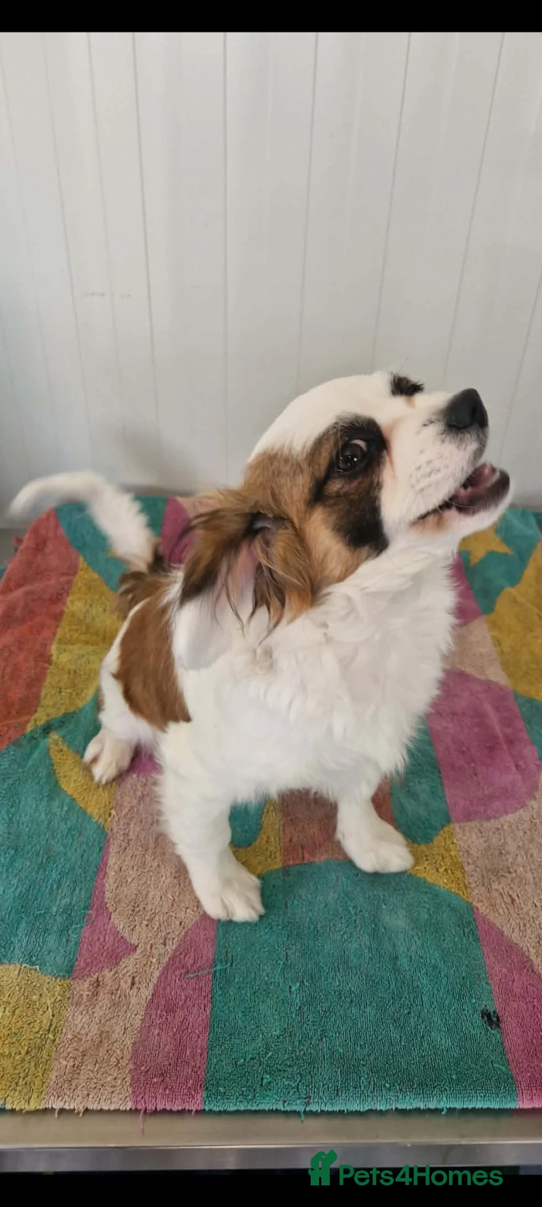 Mixed Breed dogs for adoption: Honey pot. 7kg small breed  - Advert 1