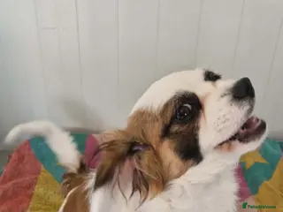 Mixed Breed dogs Honey pot. 7kg small breed - Advert 1