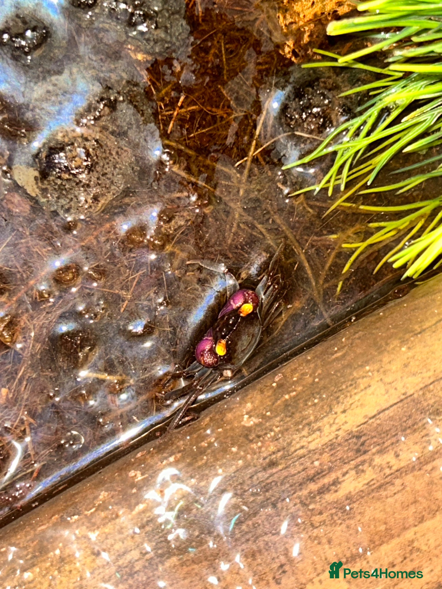 Crabs invertebrates for sale: 🦀 3 Vampire Crabs Complete Setup Ready to Go - Advert 3