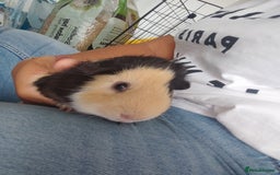 Guinea Pig rodents for sale: 2 Male Guinea Pigs - Have to go together  - Image 15