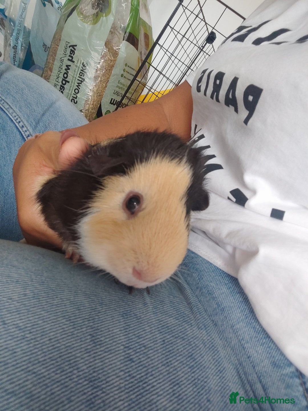 Guinea Pig rodents for sale: 2 Male Guinea Pigs - Have to go together  - Image 15