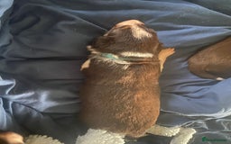 Border Collie dogs for sale: BorderCollie Pups: unique chocolate tri rough coat - Advert 22