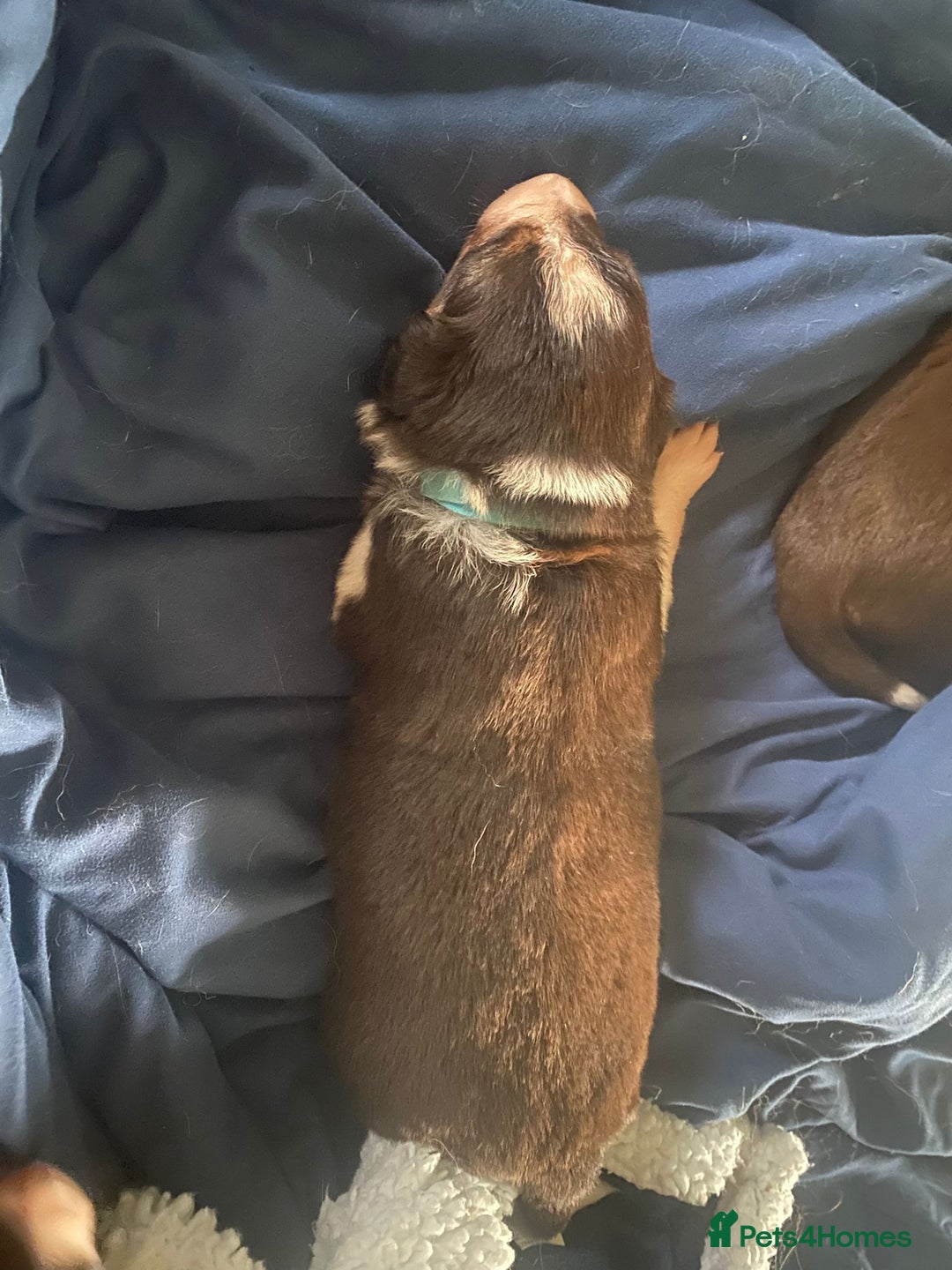 Border Collie dogs for sale: BorderCollie Pups: unique chocolate tri rough coat - Advert 22