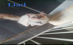Ragdoll cats for sale: Beautiful Chunky Ragdoll Kittens For Sale - Image 26