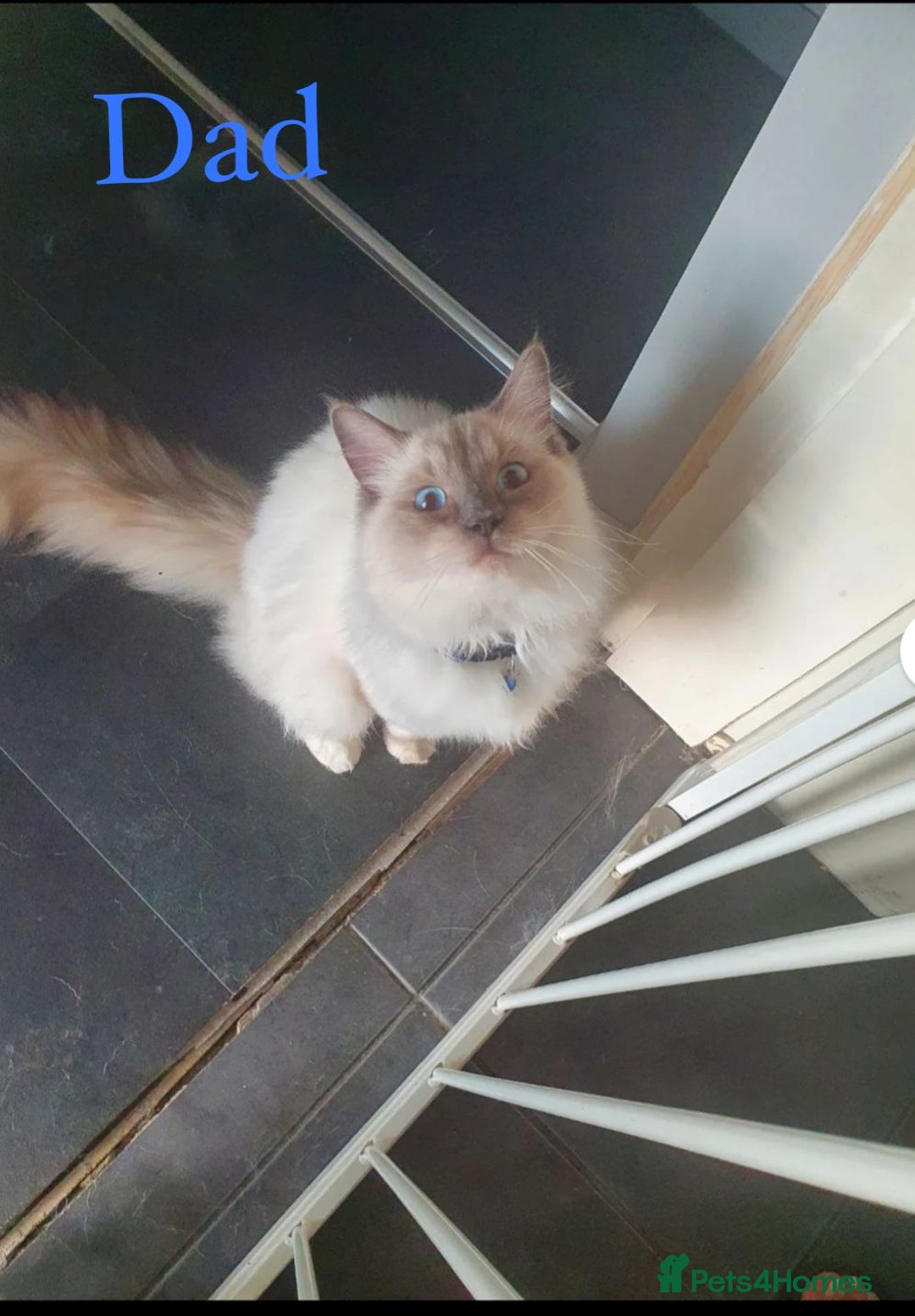 Ragdoll cats for sale: Beautiful Chunky Ragdoll Kittens For Sale - Image 26