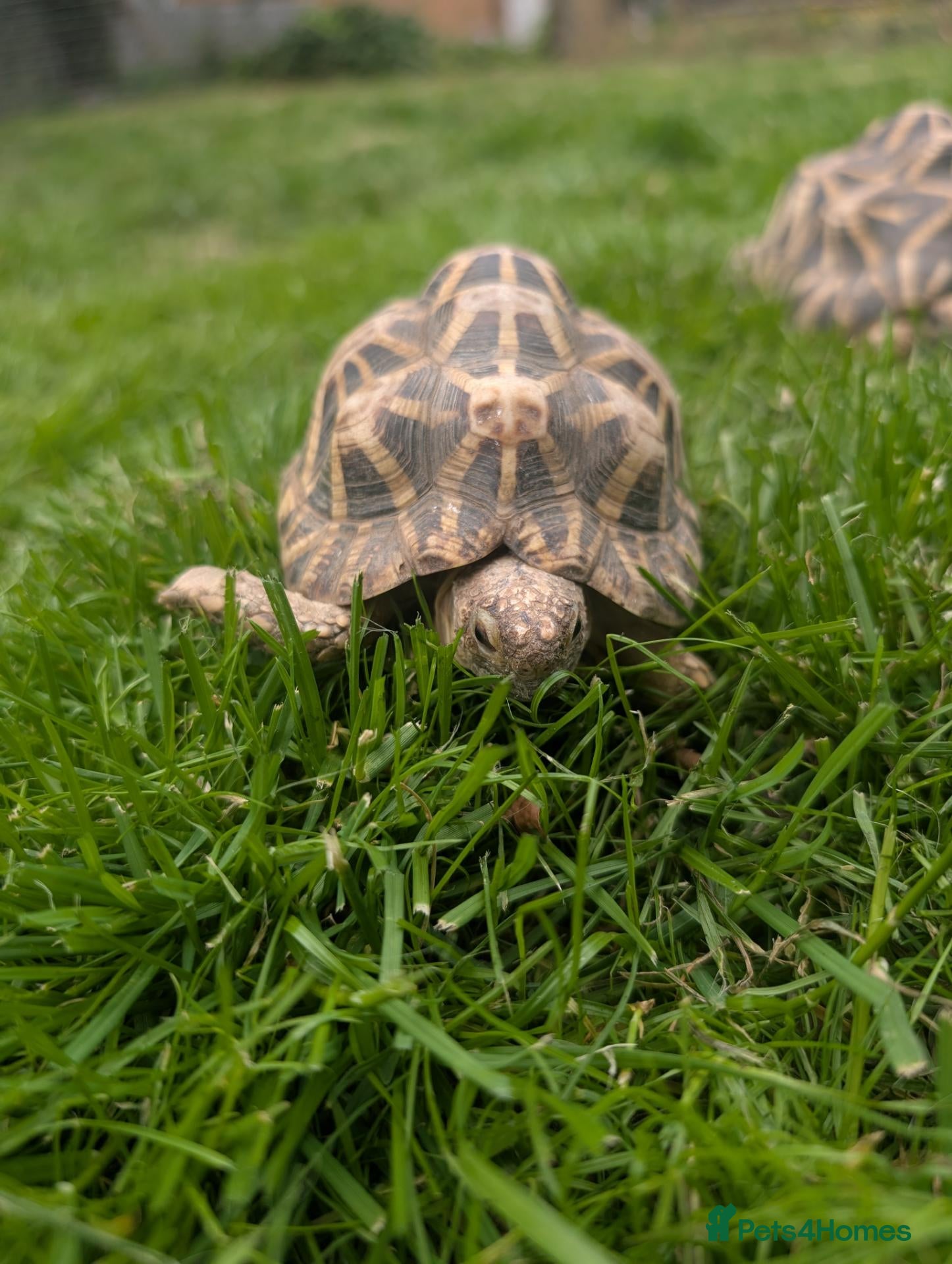 Tortoise reptiles 1x CB15 M and 1x CB19 F Indian Star Tortoise - Advert 2