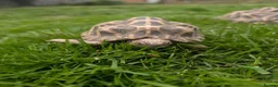 Tortoise reptiles for sale: 1x CB15 M and 1x CB19 F Indian Star Tortoise in Lincoln - Advert 2