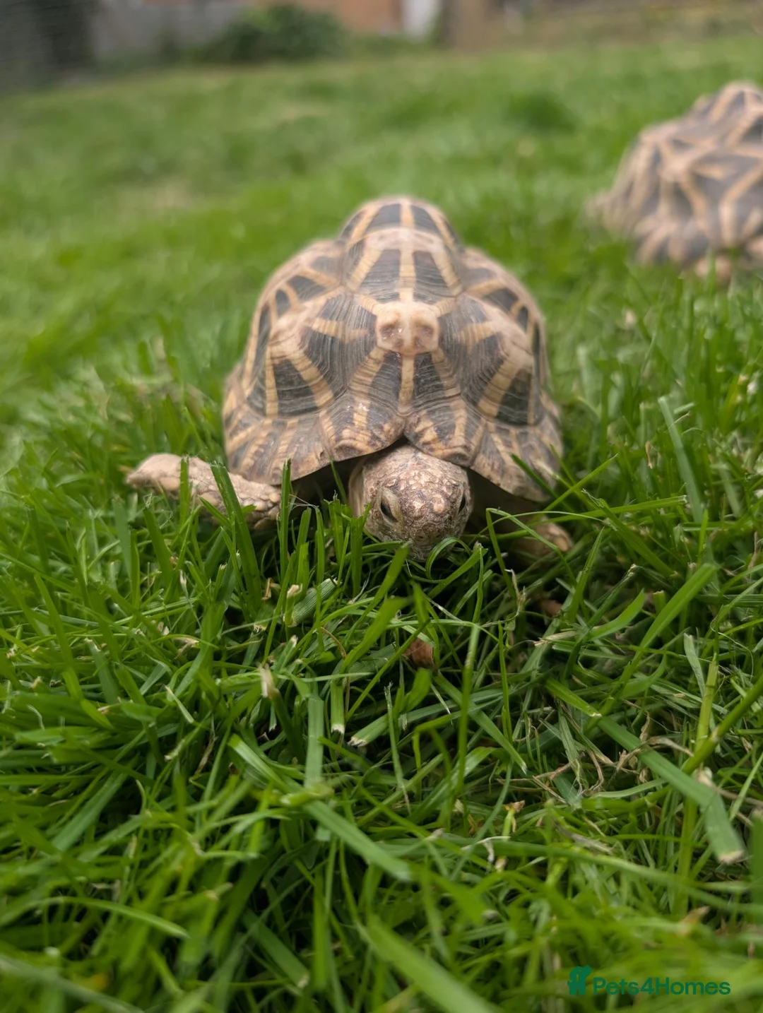 Tortoise reptiles for sale: 1x CB15 M and 1x CB19 F Indian Star Tortoise in Lincoln - Advert 2
