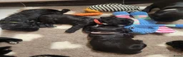 Sprocker dogs for sale: Beautiful, healthy Spaniel puppies. in Dover - Advert 25