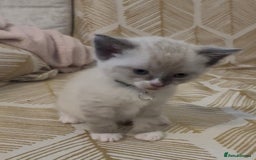 British Shorthair cats for sale: BSH mixed Russian Blue - Image 13