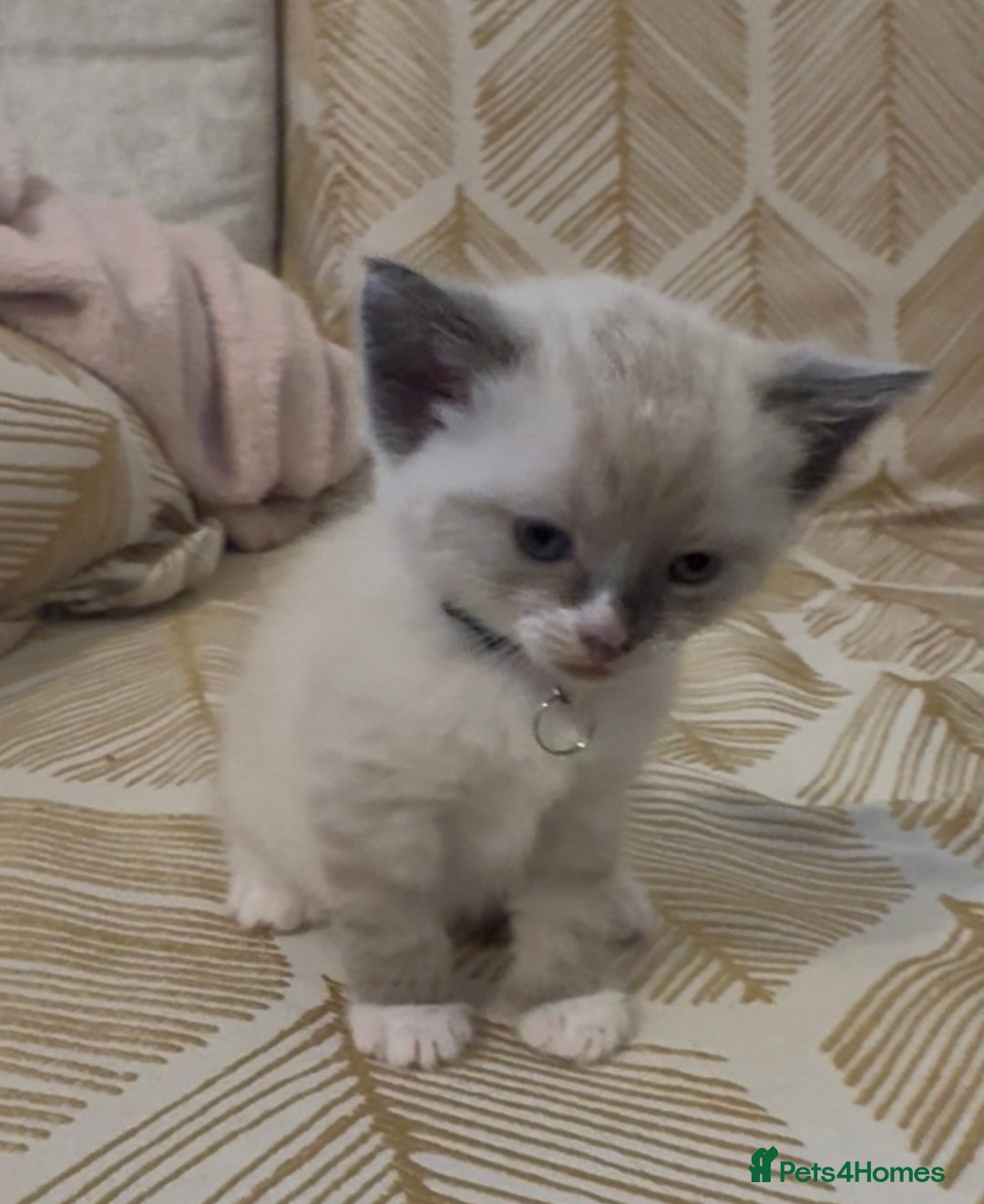 British Shorthair cats for sale: BSH mixed Russian Blue - Image 13