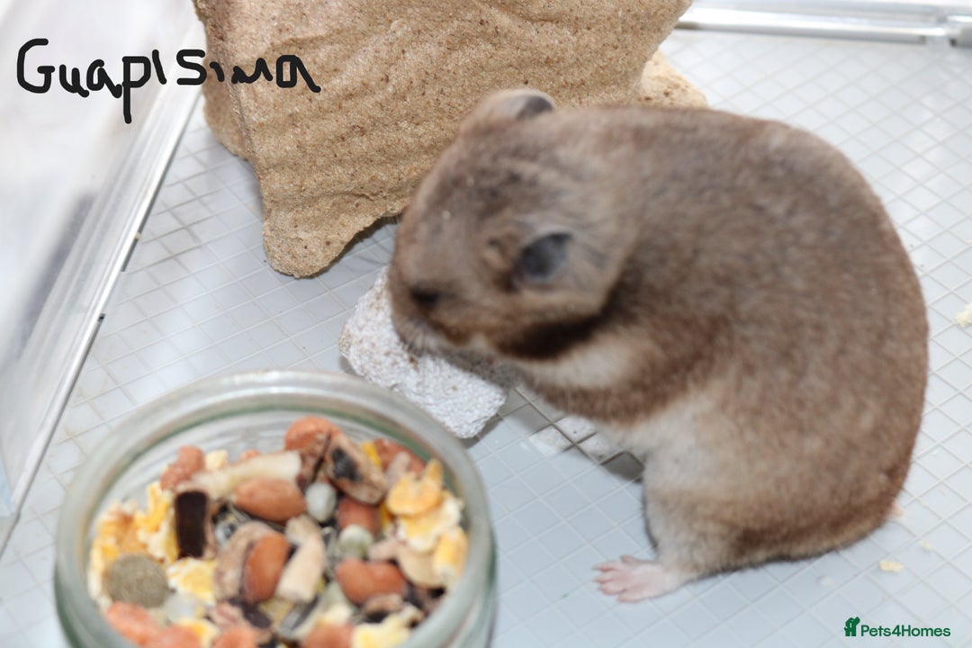 Hamster rodents for sale: Syrian Hamsters - various ages and cage - Image 14