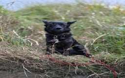 Mixed Breed dogs for adoption: Annie - a little dog with a big heart ❤️ - Image 12