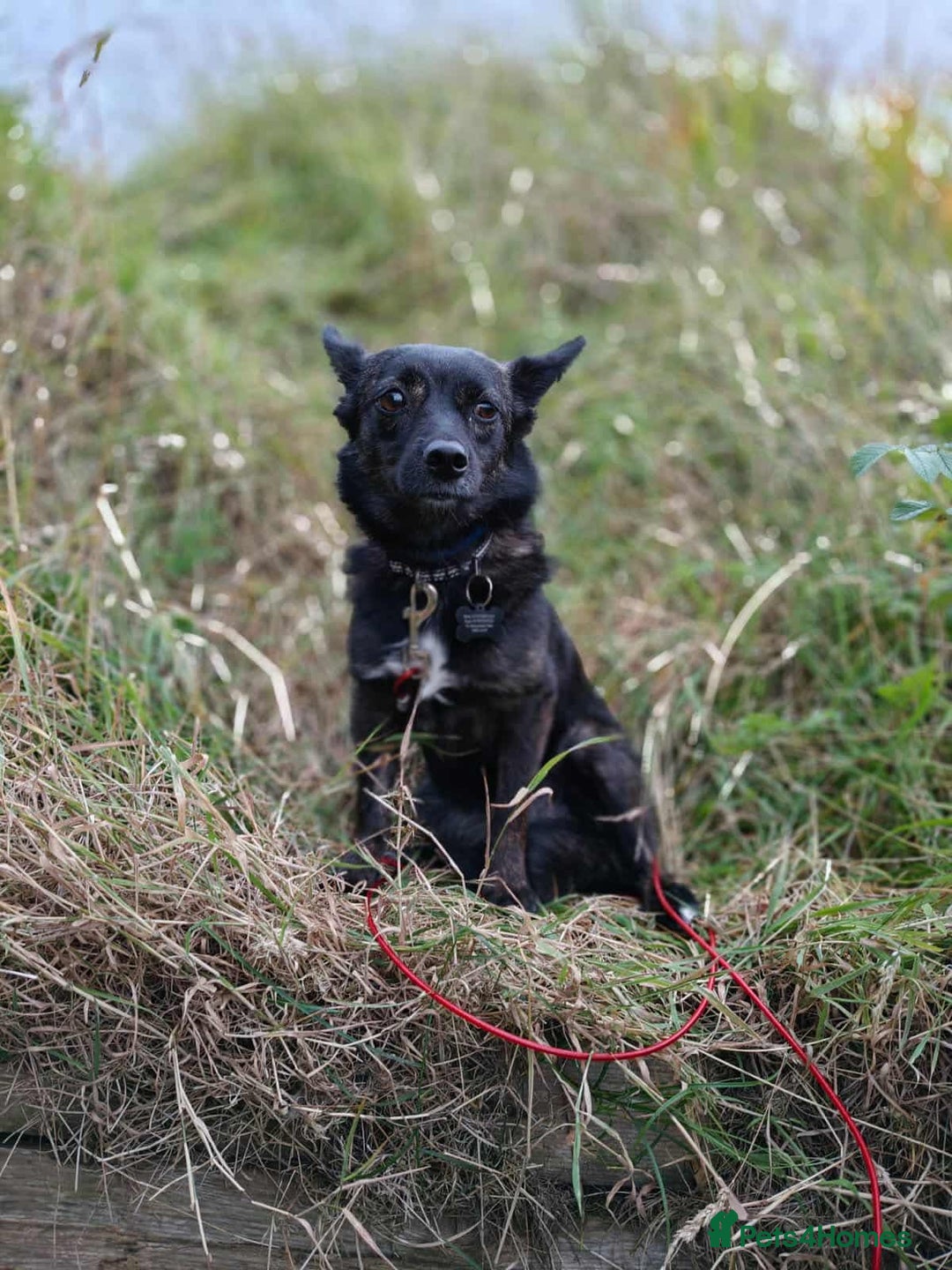 Mixed Breed dogs for adoption: Annie - a little dog with a big heart ❤️ - Image 12