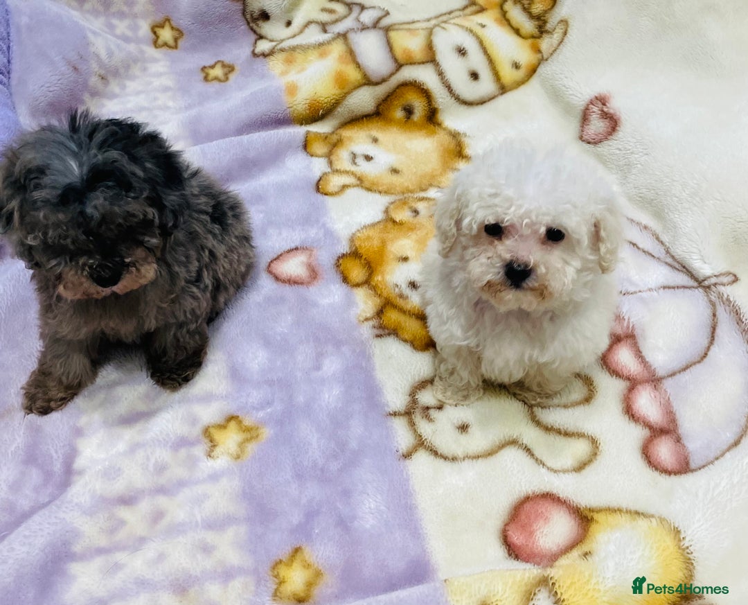 Cavapoo dogs for sale: F1b teddy bear Cavapoo puppies - Advert 11