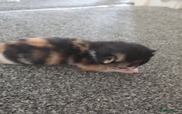 Mixed Breed cats for sale: Beautiful kittens - Image 16