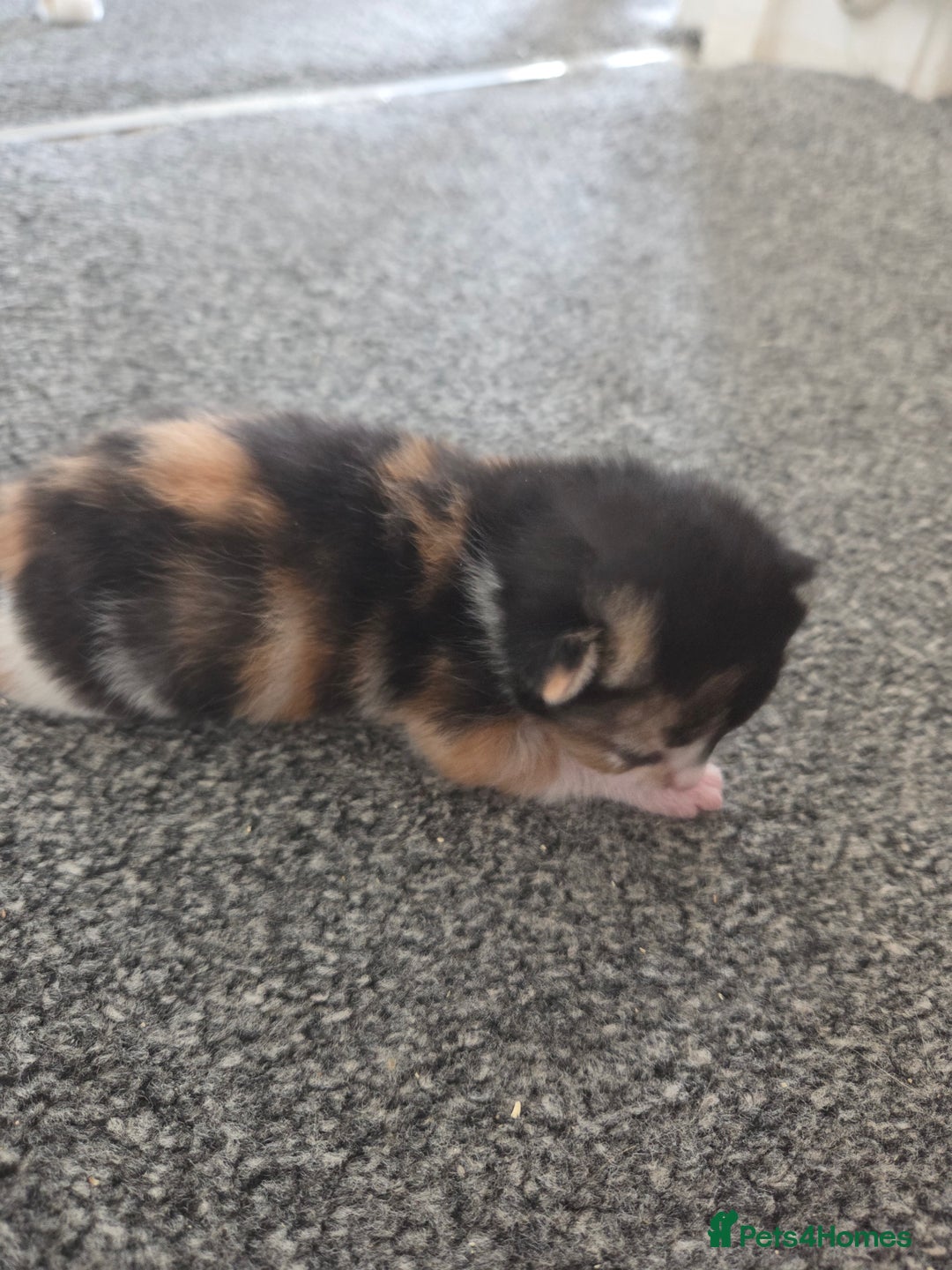 Mixed Breed cats for sale: Beautiful kittens - Image 16