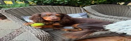 Cocker Spaniel dogs for sale: Working Cocker Spaniels - Advert 7