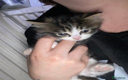 Mixed Breed cats for sale: Rescue kittens  - Image 3