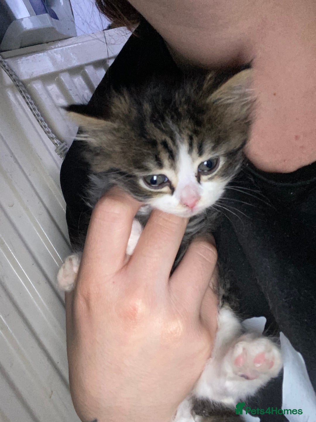Mixed Breed cats for sale: Rescue kittens  - Image 3