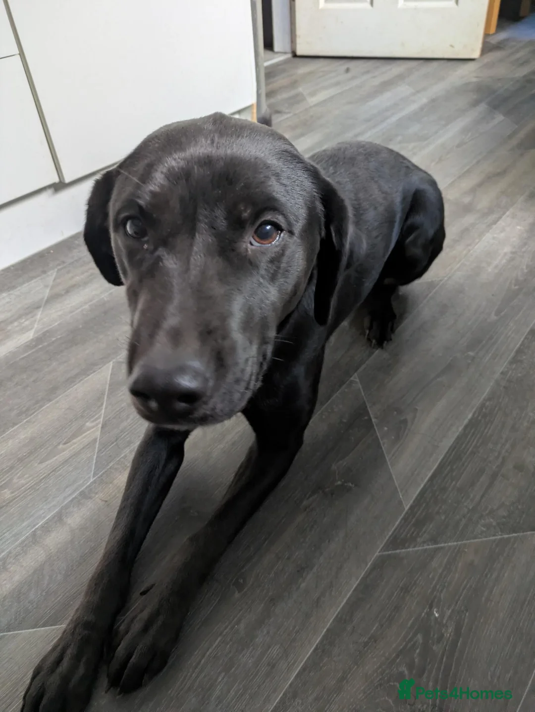 Labrador Retriever dogs for sale: 2yo intact female  in Carlisle - Advert 2