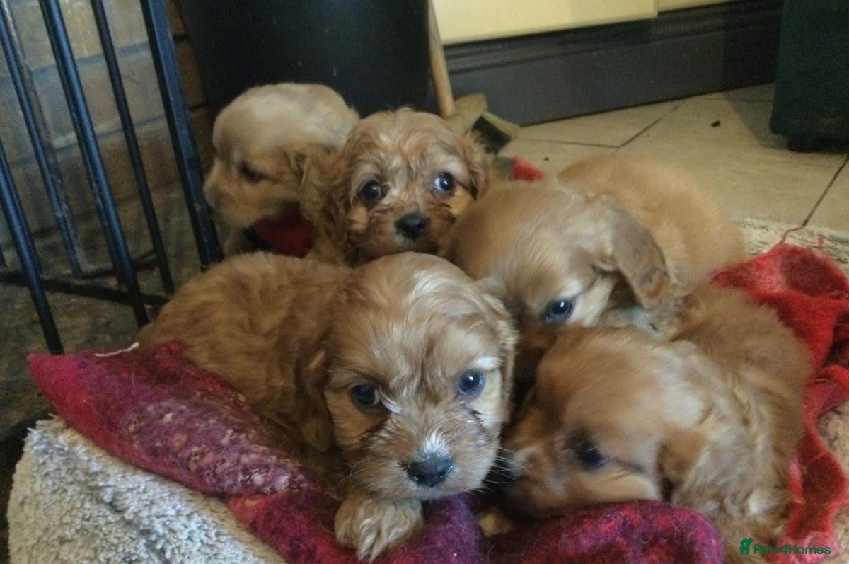 Cavapoo dogs CAVAPOO PUPPIES DNA TESTED HEALTH CHECKEF - Advert 1