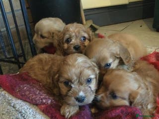 Cavapoo dogs CAVAPOO PUPPIES DNA TESTED HEALTH CHECKEF - Advert 3