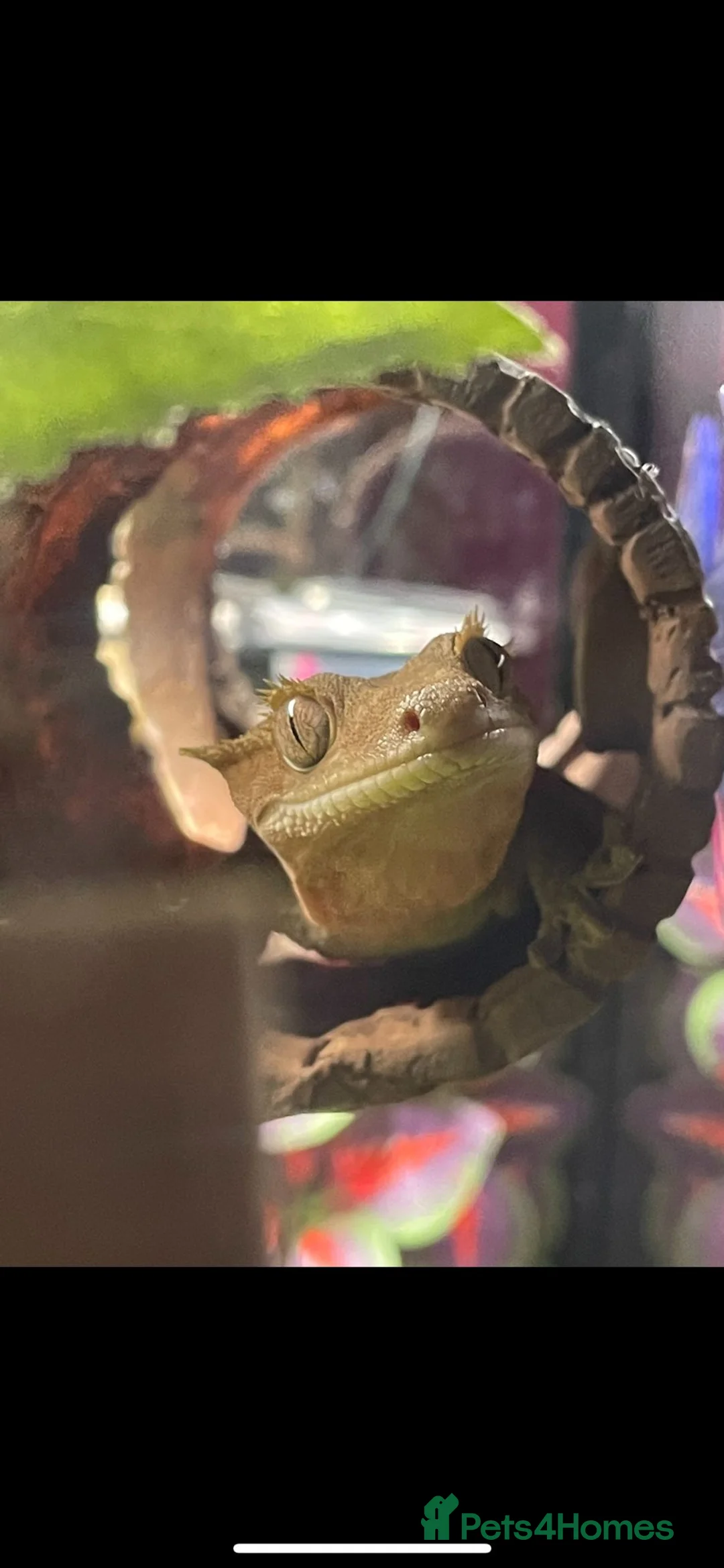 Gecko reptiles for sale: Free Crested Gecko Seeking Loving Forever Home - Advert 2