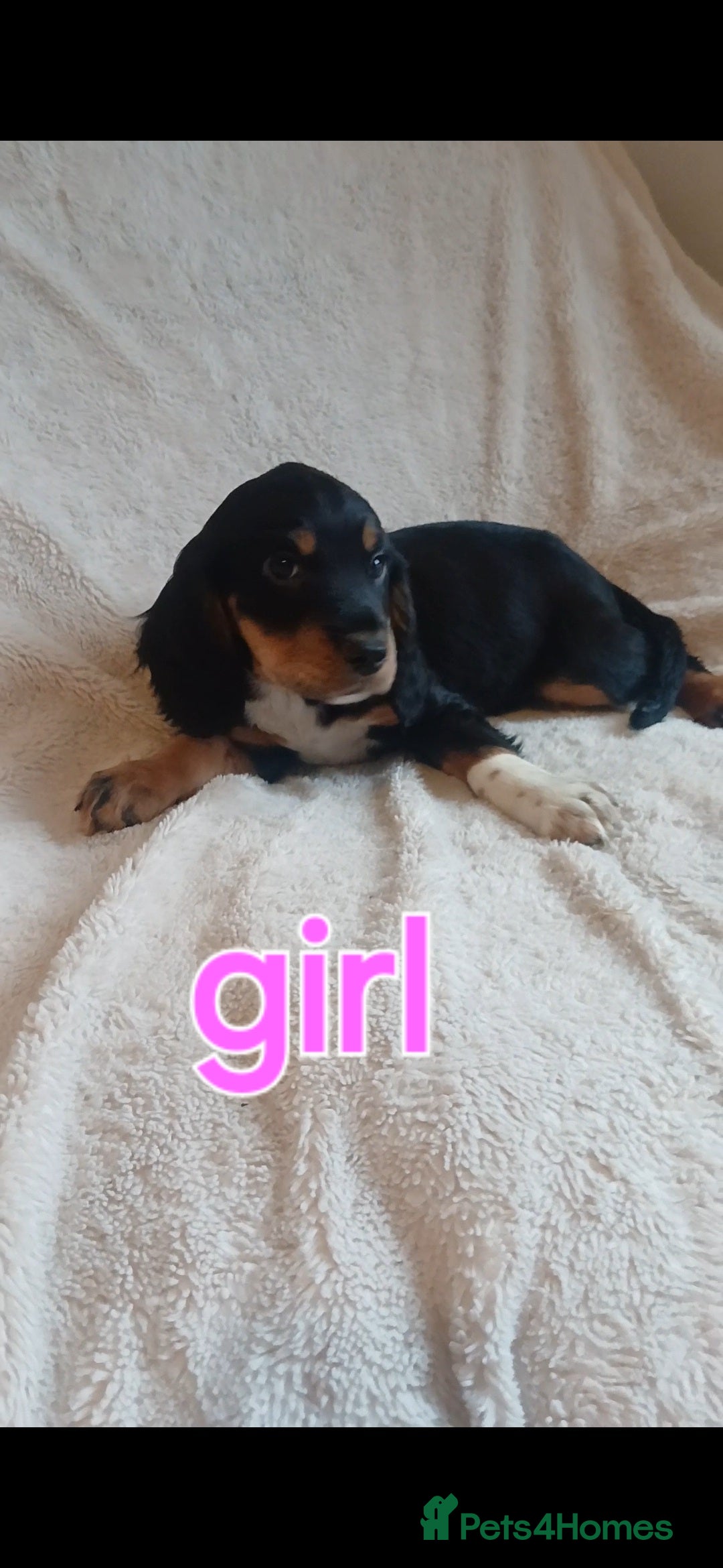 Cocker Spaniel dogs for sale: Cocker puppies fully jabbed ready now  - Image 2