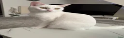 Persian cats for sale: Persian female cat  - Advert 8