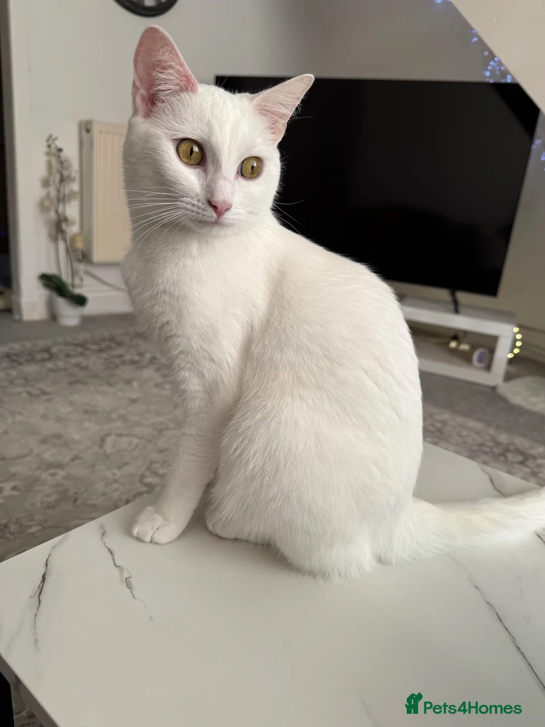 Persian cats for sale: Persian female cat  - Advert 8