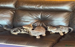 British Shorthair cats for sale: 5 adorable kittens  - Image 15