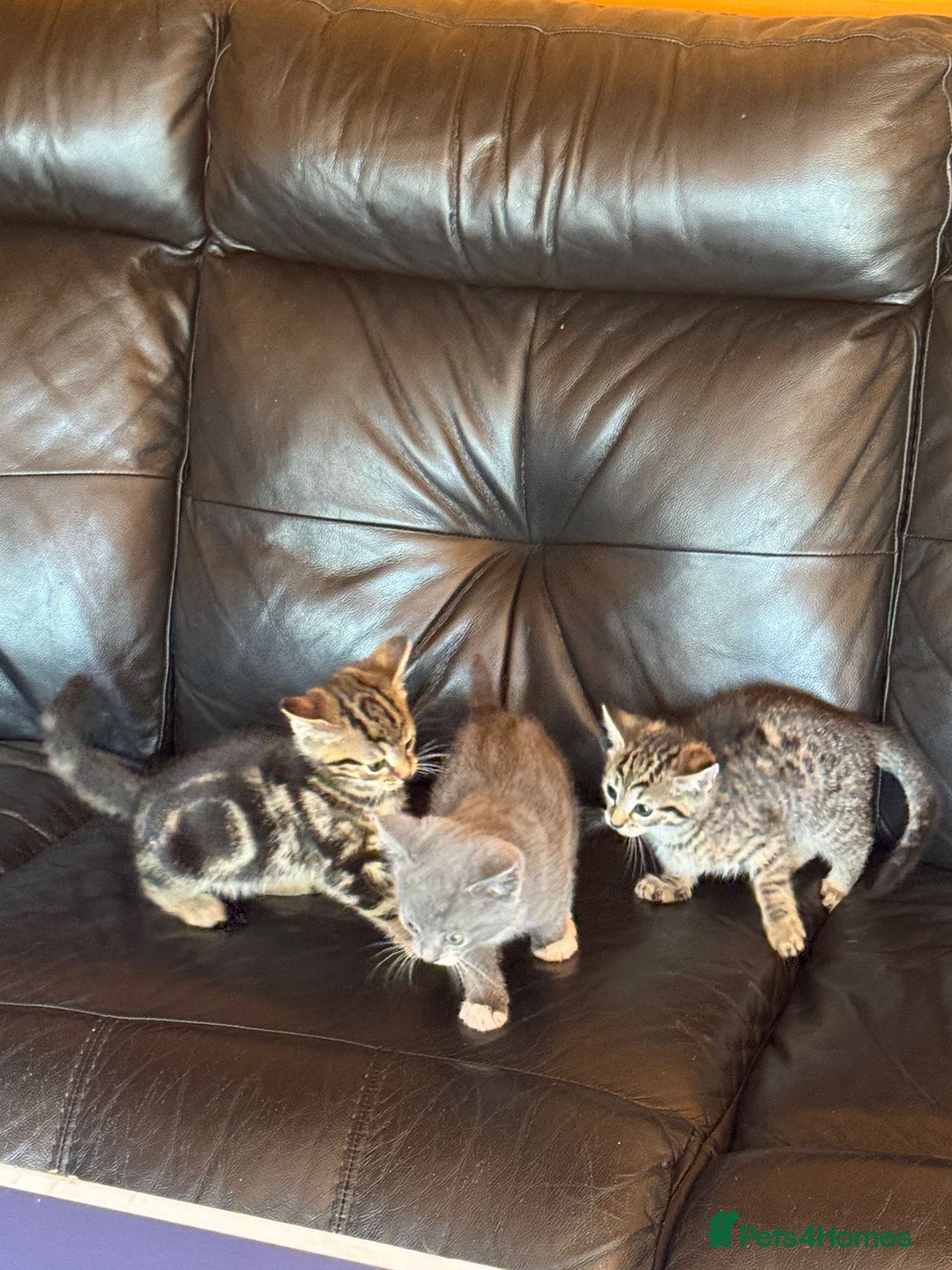 British Shorthair cats for sale: 5 adorable kittens  - Image 15
