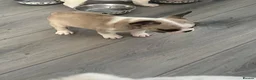 French Bulldog dogs for sale: Last girl available  - Advert 10
