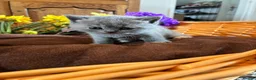 British Shorthair cats for sale: 3 Females left!  TICA Reg British Shorthairs - Advert 29