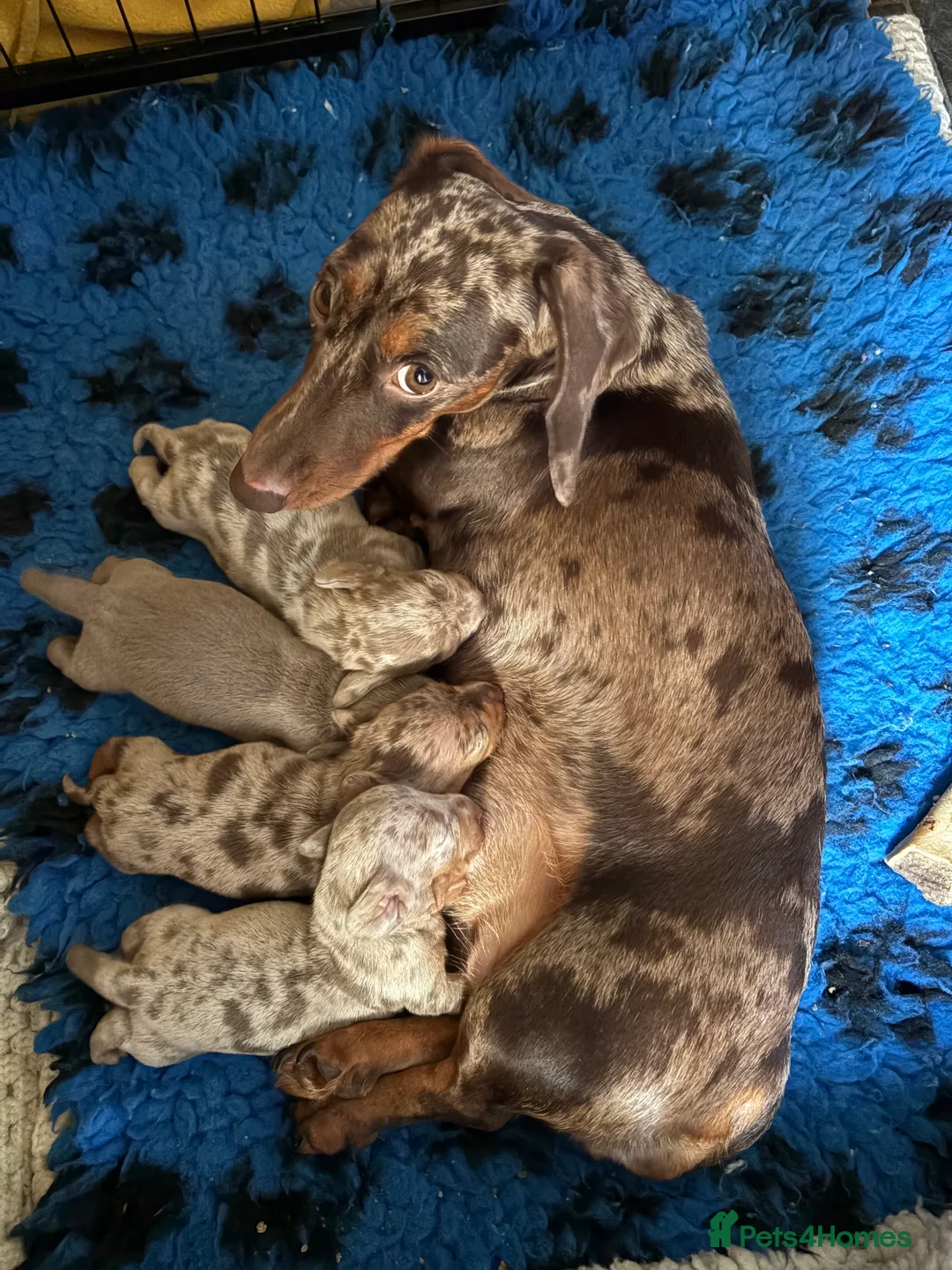Dachshund dogs for sale: Stunning pedigree dauchound  male puppy  - Advert 1