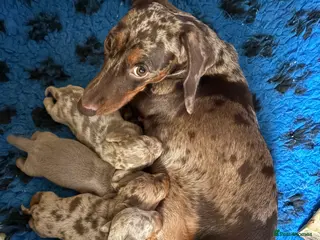 Dachshund dogs Stunning pedigree dauchound male puppy - Advert 5