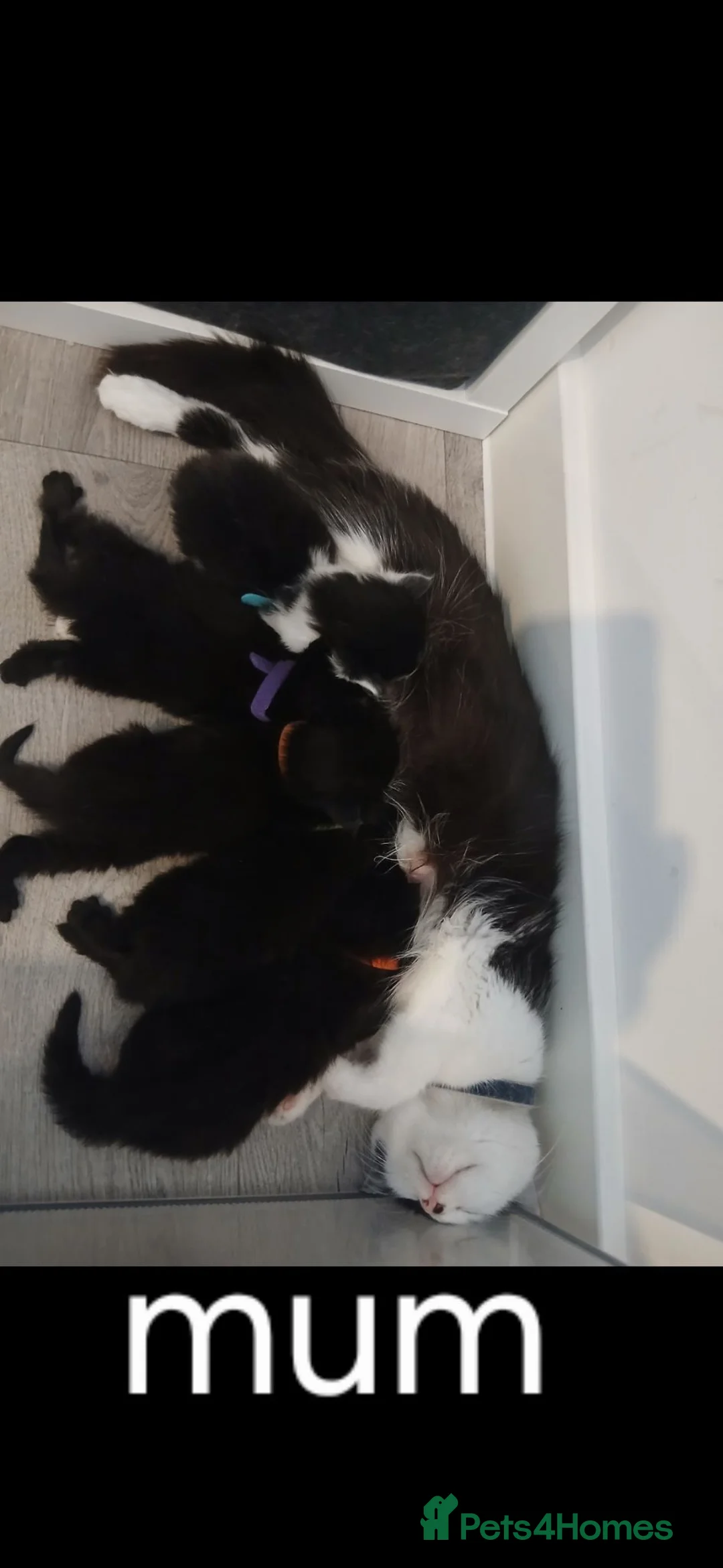 Mixed Breed cats for sale: Fluffy kittens - Advert 2