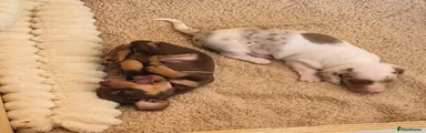 Miniature Dachshund 1