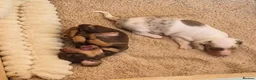 Miniature Dachshund dogs for sale: Miniature dachshund  - Advert 2