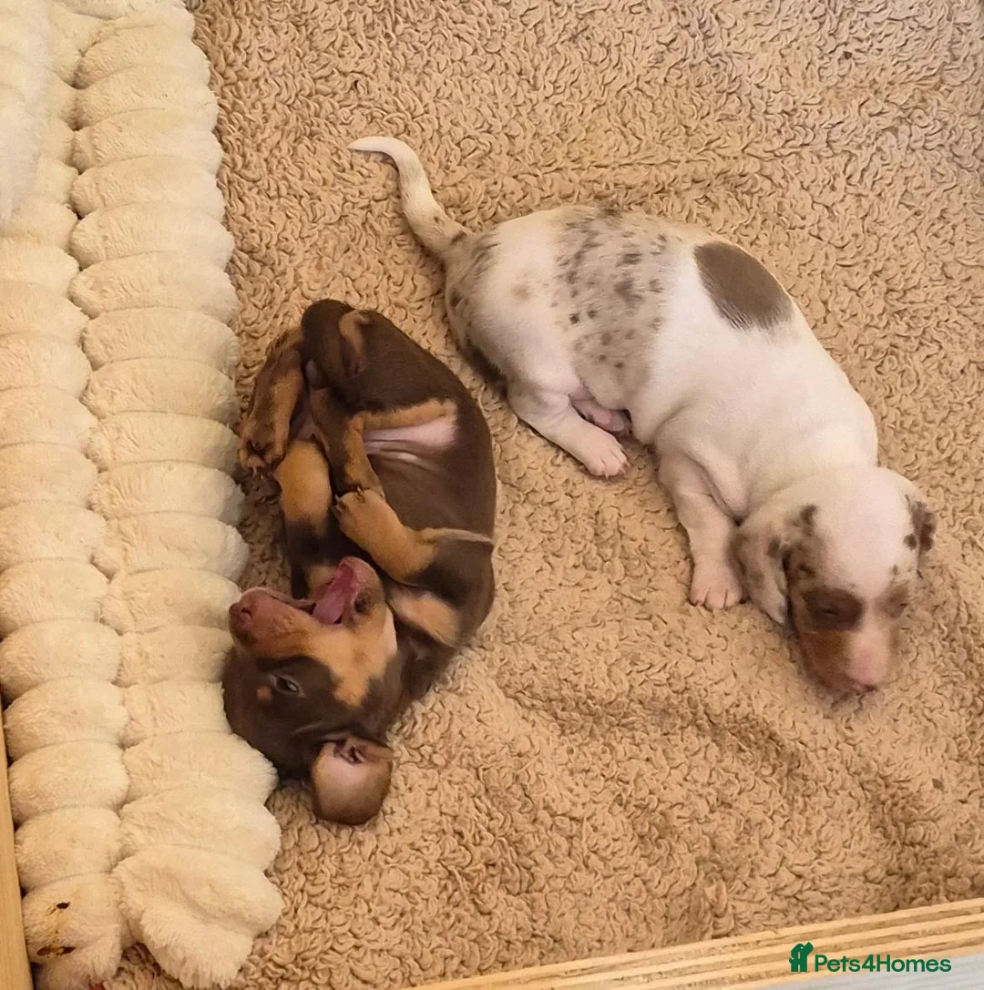 Miniature Dachshund dogs for sale: Miniature dachshund  - Advert 2