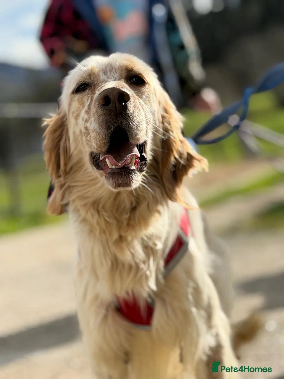 English Setter dogs for adoption: Oleo  - Advert 12