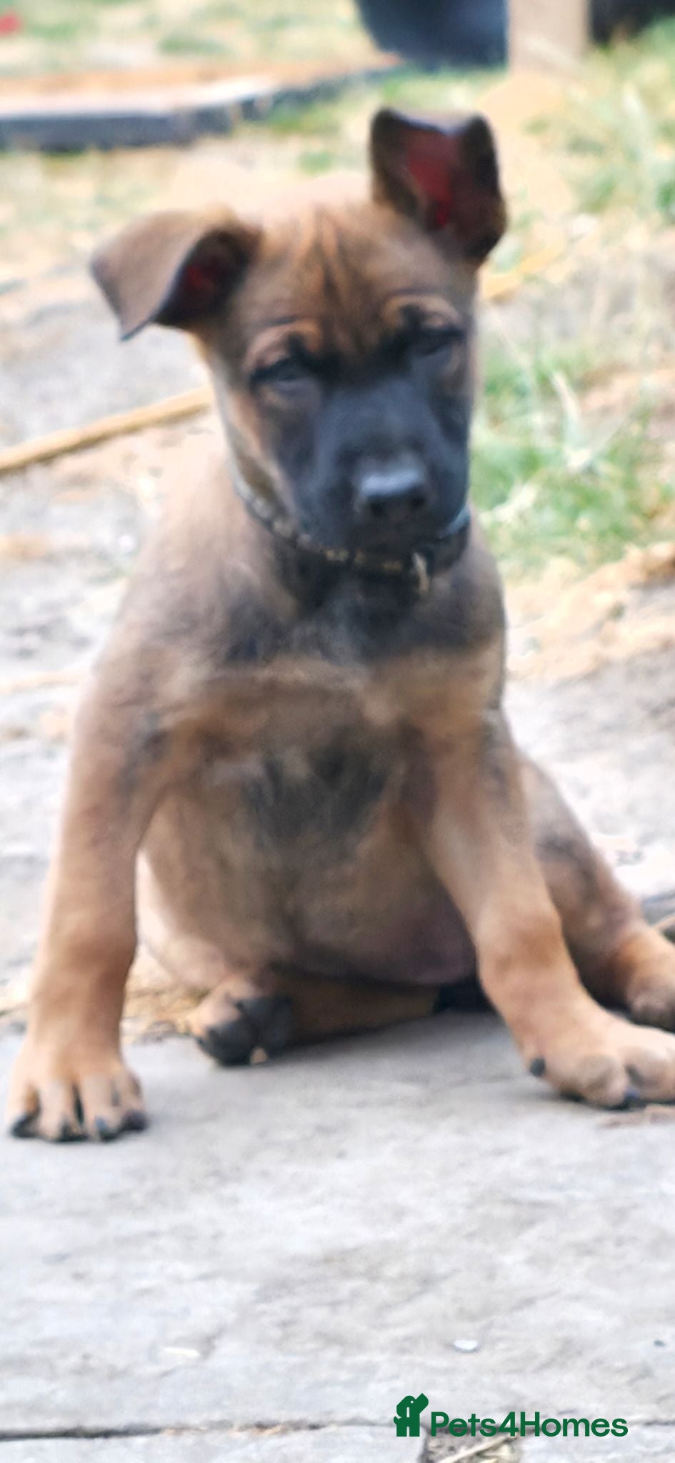 Belgian Shepherd Dog dogs Ringsport fci knpv malinois price reduced  - Advert 2