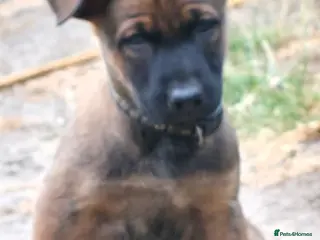 Belgian Shepherd Dog dogs Ringsport fci knpv malinois price reduced - Advert 2
